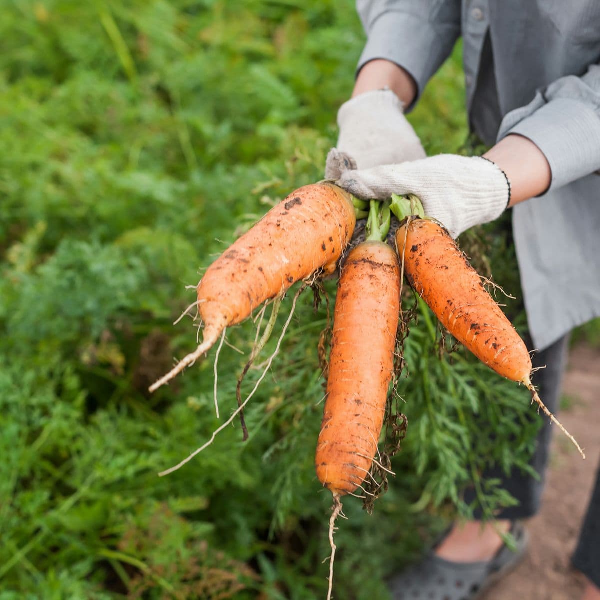Personne tenant quatre grosses carottes fraîchement récoltées, encore couvertes de terre, dans un champ de culture.