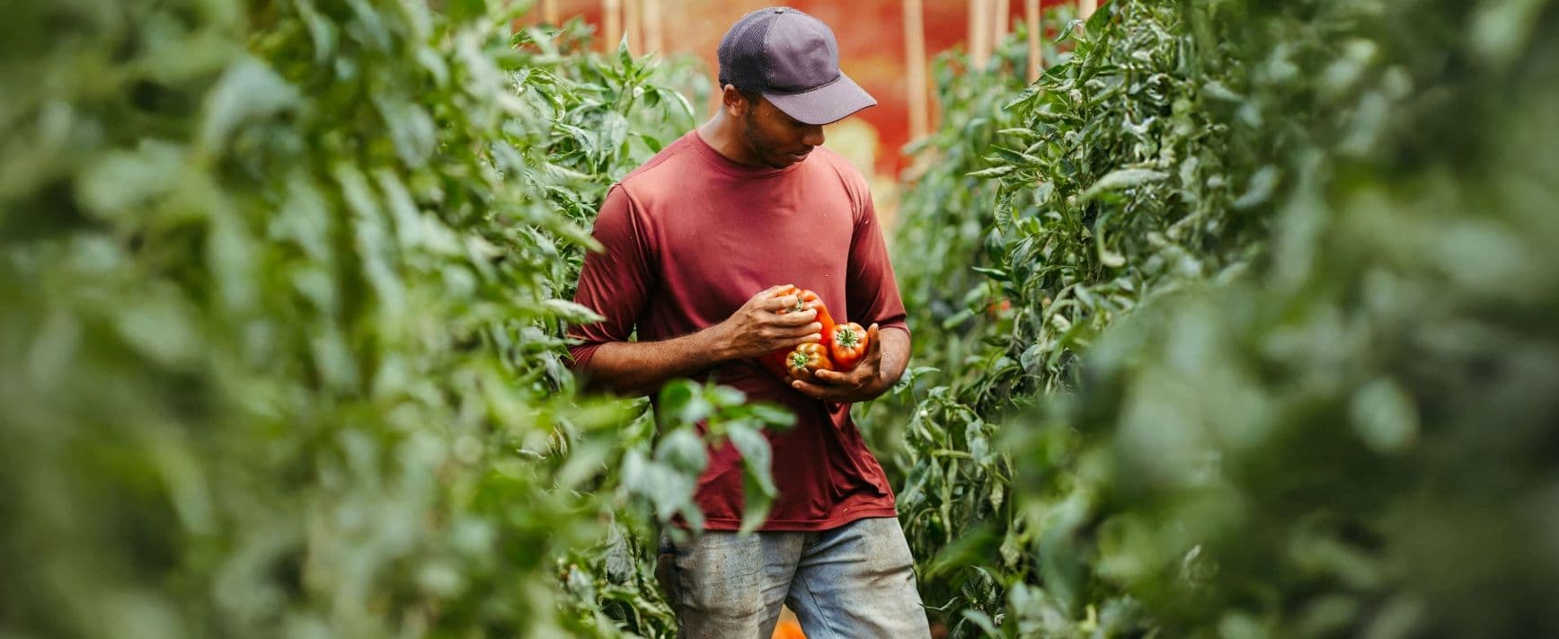 Homme en t-shirt rouge et casquette tenant des poivrons mûrs au milieu de rangées de plantes dans une serre ou un potager.