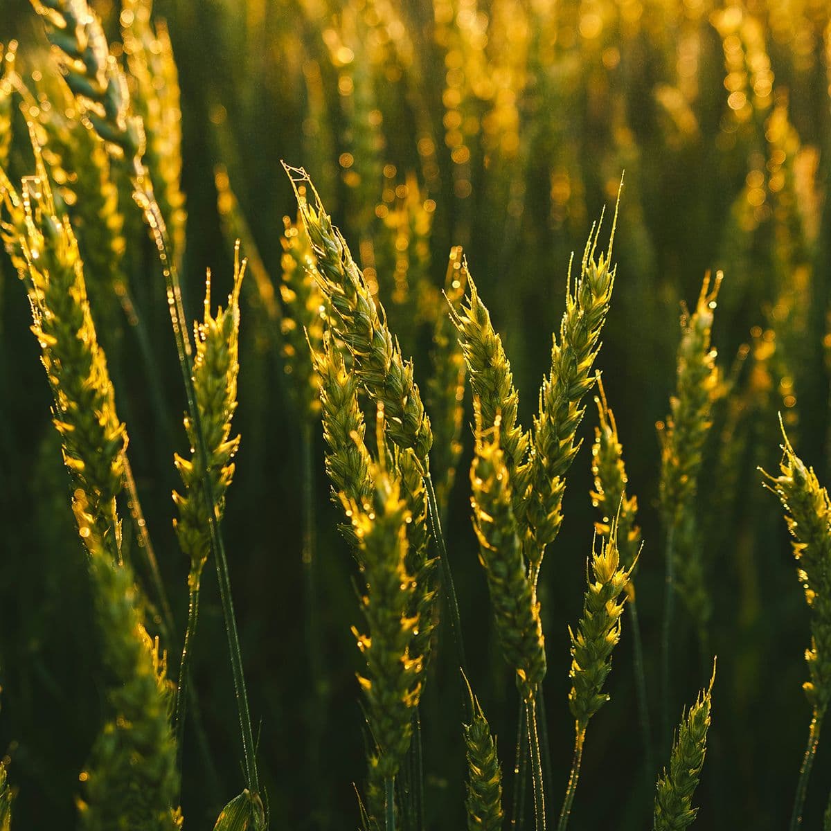 Épis de blé encore verts éclairés par la lumière dorée du soleil couchant.